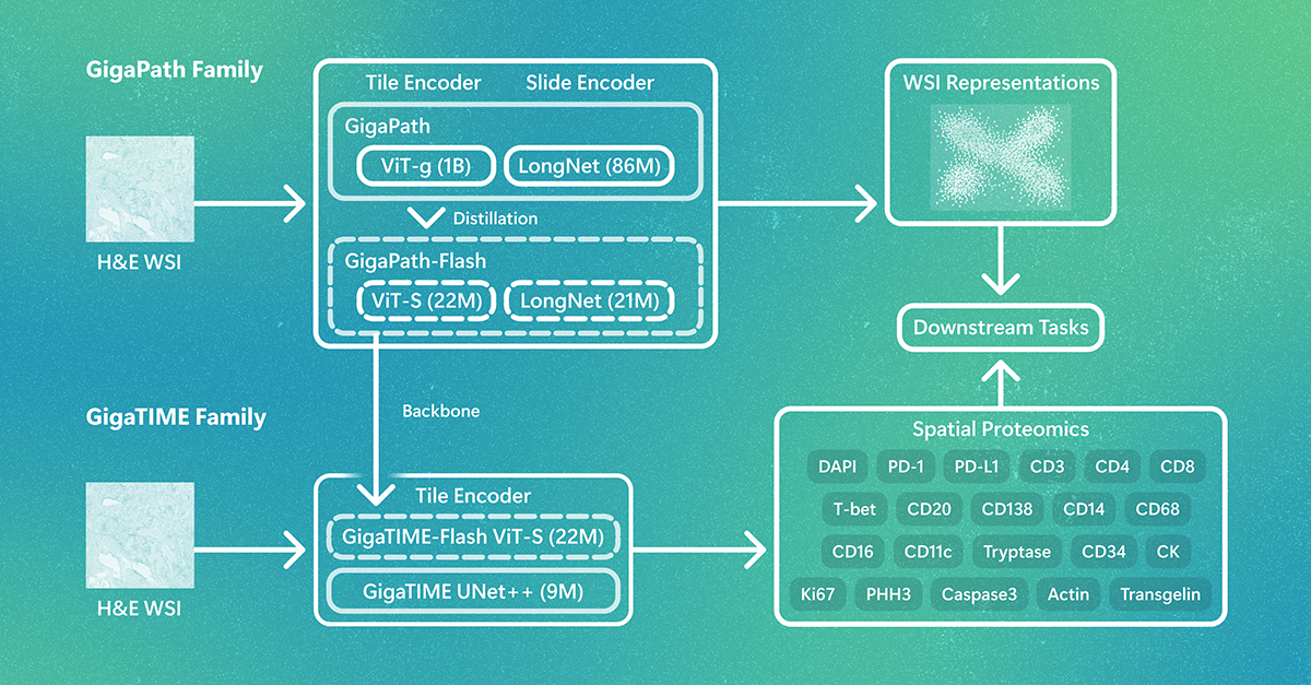 GigaPath-Flash and GigaTIME-Flash: Toward population-scale discovery with efficient pathology foundation models